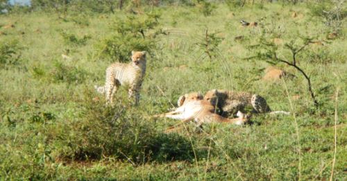 Individual travel in the Republic of South Africa.